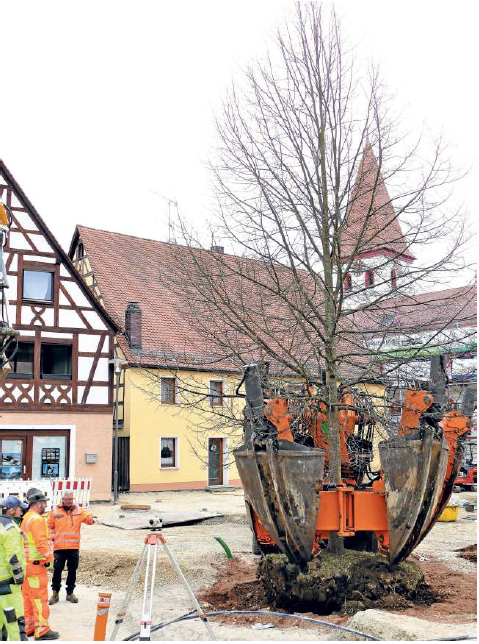 Neue Linde am Marktplatz Happurg